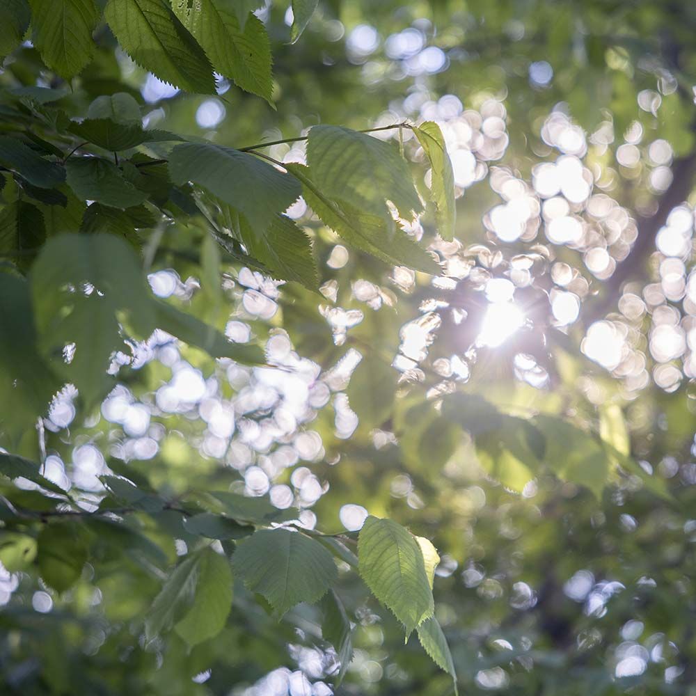 Solceller: en hållbar energilösning för framtiden