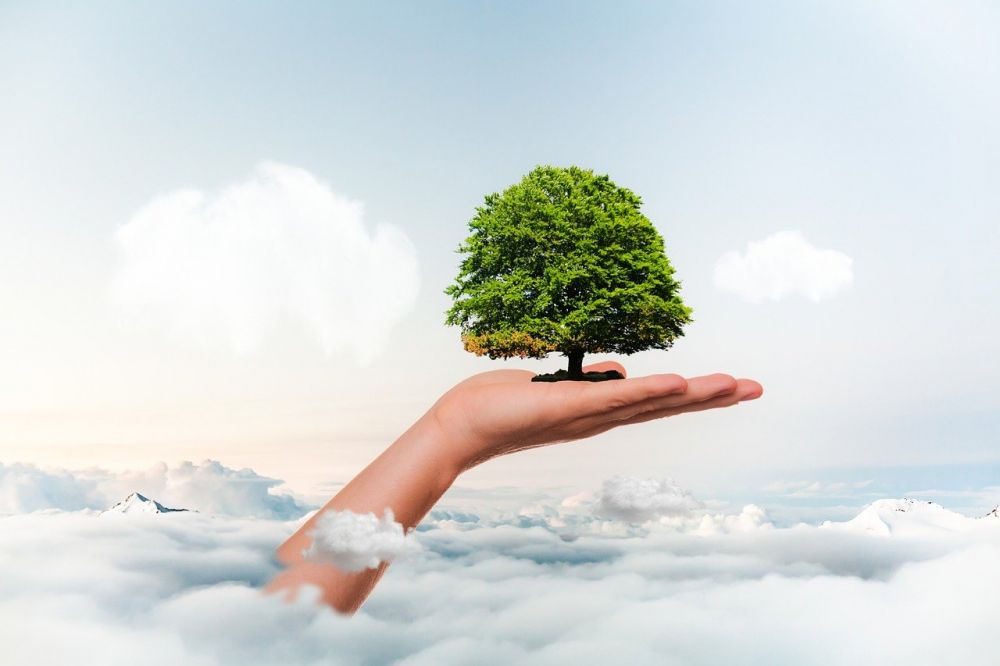 Arborist i bromma  professionell trädvård för säkra och vackra tomter